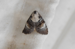 Acatapaustus leucospila