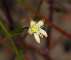 Nemacladus morefieldii