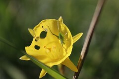 Odontura glabricauda