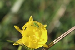 Odontura glabricauda