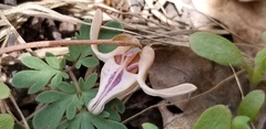 Dicentra uniflora