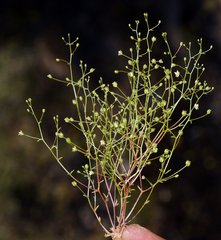 Nemacladus morefieldii