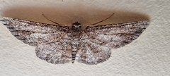 Zermizinga sinuata