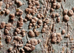 Bathelium carolinianum