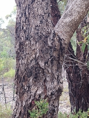 Eucalyptus gomphocephala