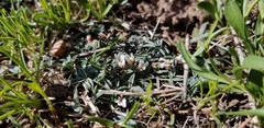 Trifolium gymnocarpon