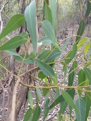 Eucalyptus gomphocephala