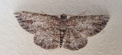 Zermizinga sinuata