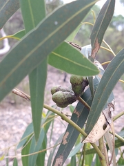 Eucalyptus gomphocephala