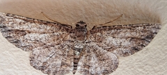 Zermizinga sinuata