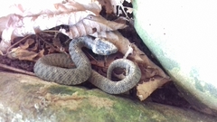 Natrix astreptophora