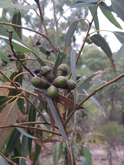 Eucalyptus gomphocephala