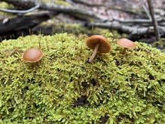 Galerina marginata