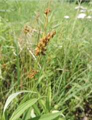 Carex bicknellii