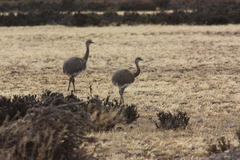 Rhea pennata