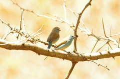 Uraeginthus angolensis