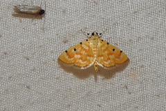 Notarcha obrinusalis