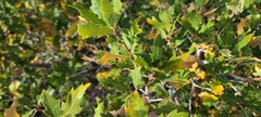 Quercus × pauciloba