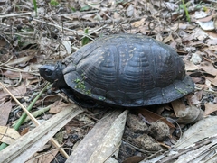 Terrapene carolina major