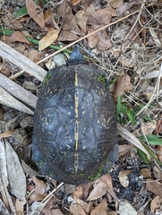 Terrapene carolina major