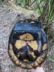 Terrapene carolina major