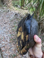 Terrapene carolina major