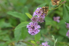 Lippia junelliana