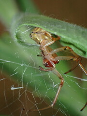 Zygiellinae