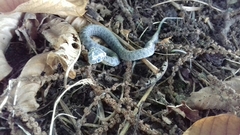 Natrix astreptophora