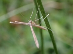 Pterophoroidea