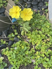 Oenothera drummondii