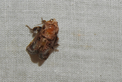 Doratifera vulnerans