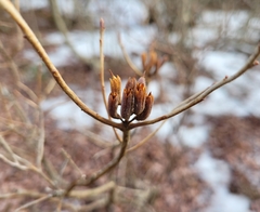 Rhododendron canadense