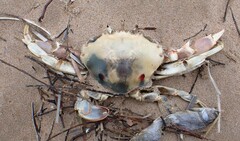 Ovalipes australiensis