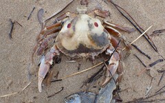 Ovalipes australiensis