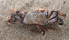 Mariaplax granulifera