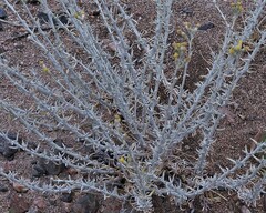Senecio filaginoides