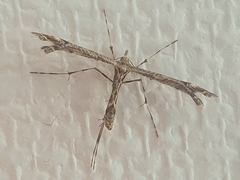 Amblyptilia