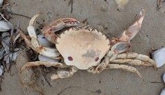 Ovalipes australiensis