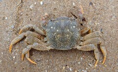 Paragrapsus gaimardii