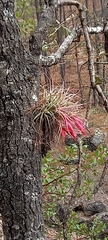 Tillandsia erubescens