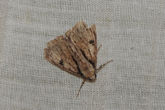 Rhuma argyraspis