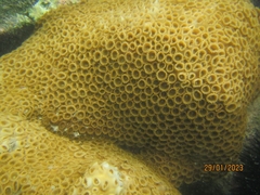 Palythoa caribaeorum