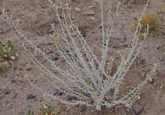 Senecio filaginoides