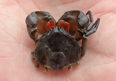 Amarinus laevis