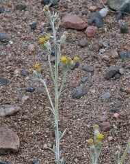 Senecio filaginoides