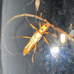 Cerambycidae