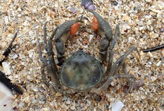 Amarinus laevis