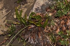 Blechnum hastatum
