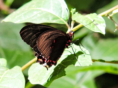 Parides photinus
